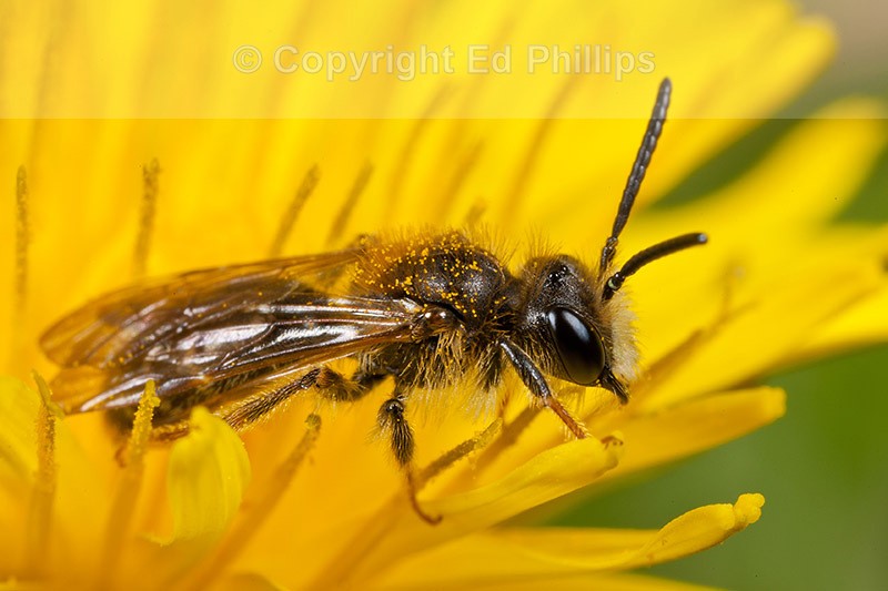 Andrena chrysosceles (m)