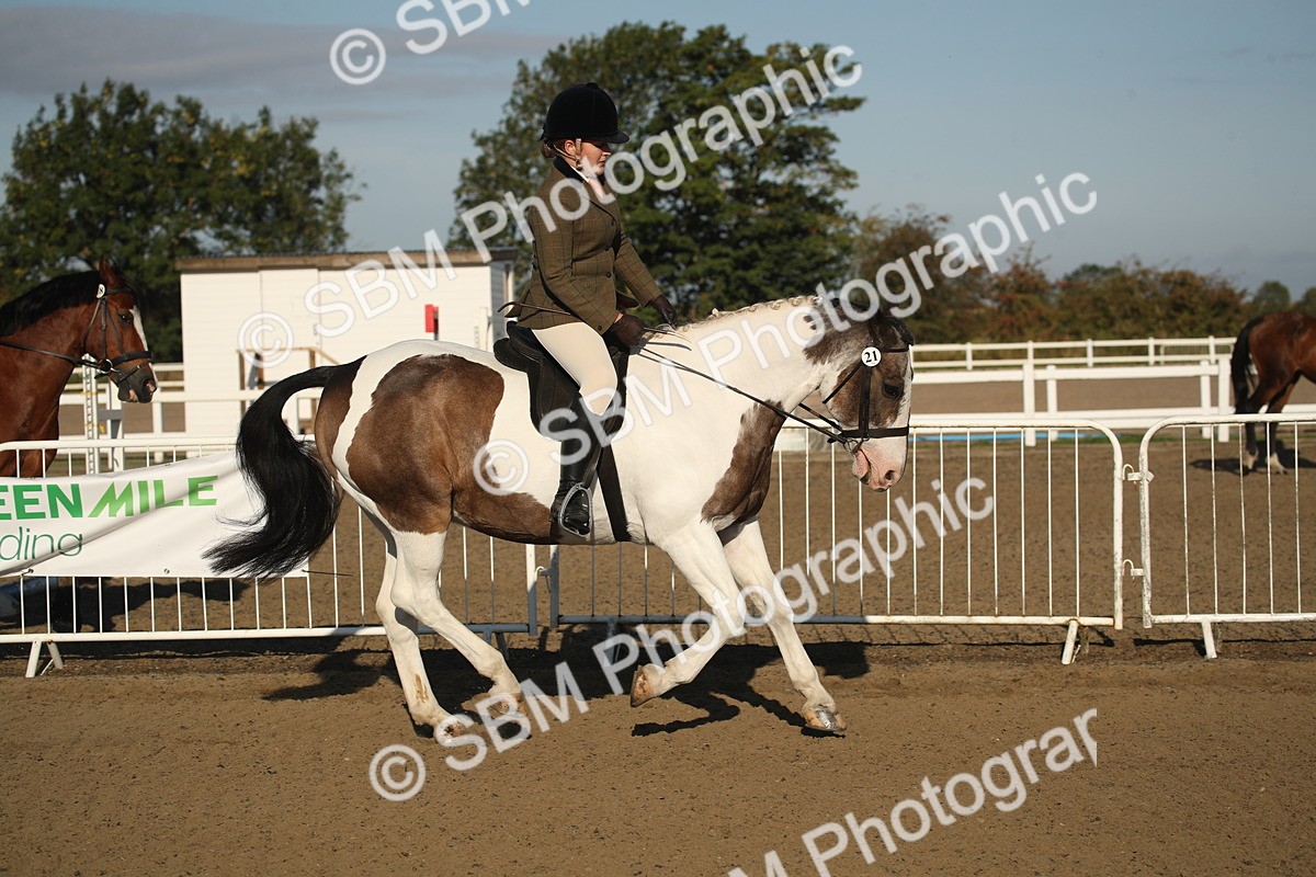 SBM_11531 - Class 502 - Riding Club Horse