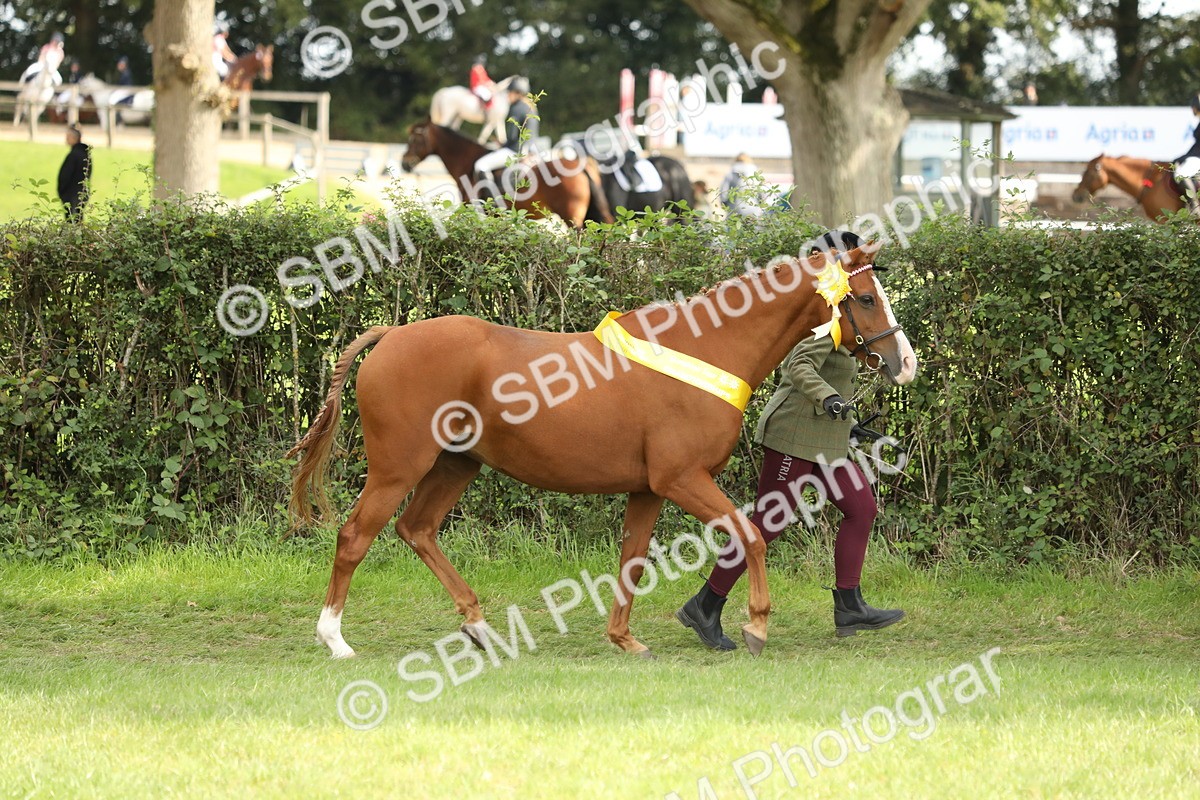 SBM_66241 - In Hand Pony & Youngstock Supreme Championship