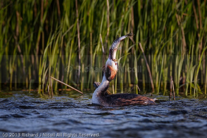Great Crested Grebe (Podiceps cristatus) eating pike - Great Crested Grebe (Podiceps cristatus)