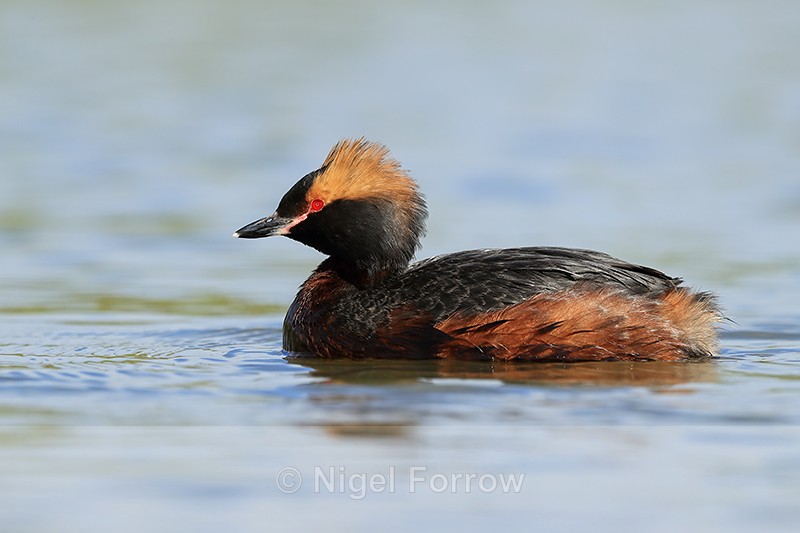 Slavonian Grebe, side view, Iceland - Slavonian Grebe