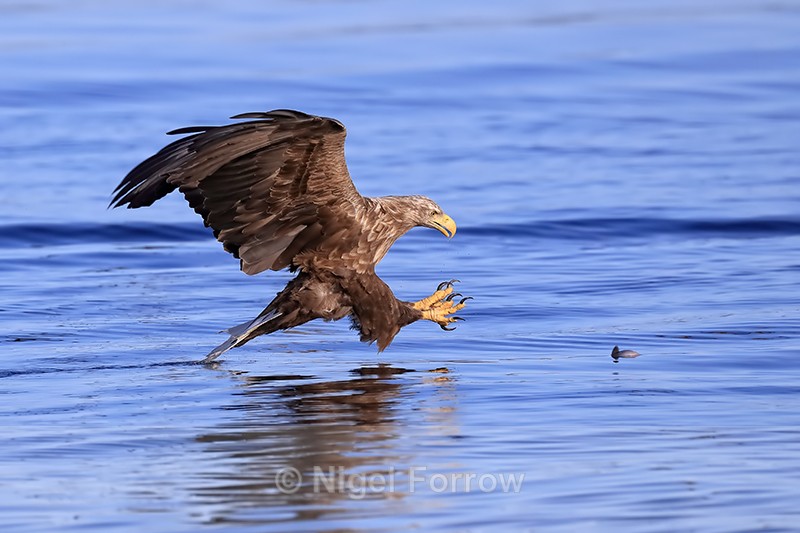 White-tailed Sea-Eagle final gliding approach to fish in water, Norway - White-tailed Sea-Eagle