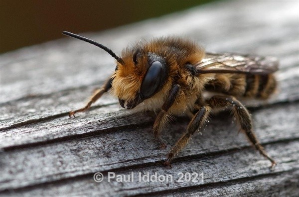 Young Bee - Macro