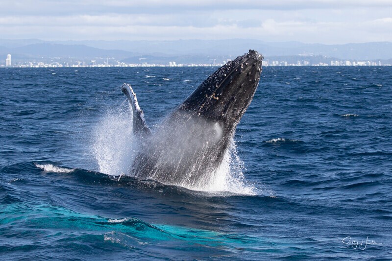 0A3A2801 - 2024 Whale Photos