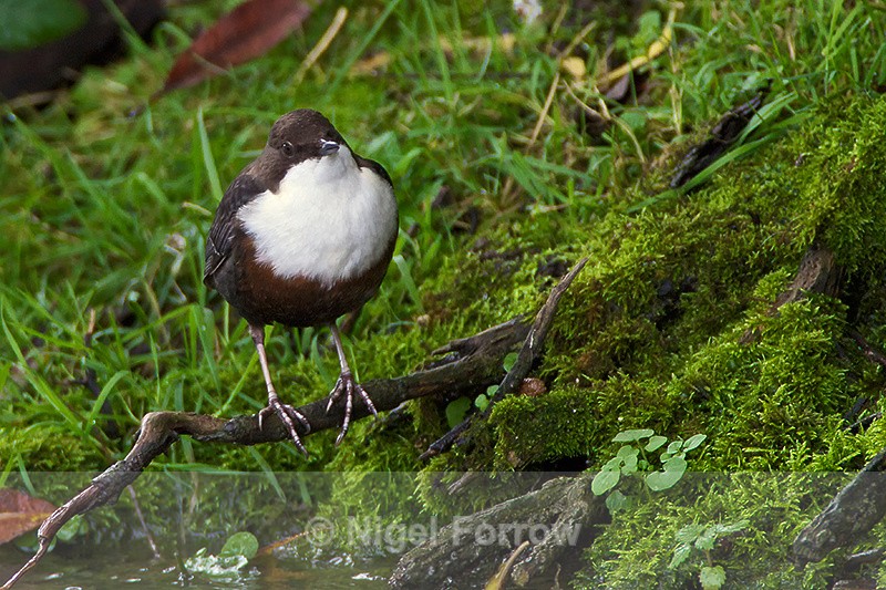 Dipper perched on a branch by the River Windrush at Crawley Weir - Dipper