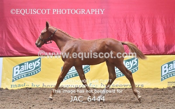 JAC_6444 - 19 Luca