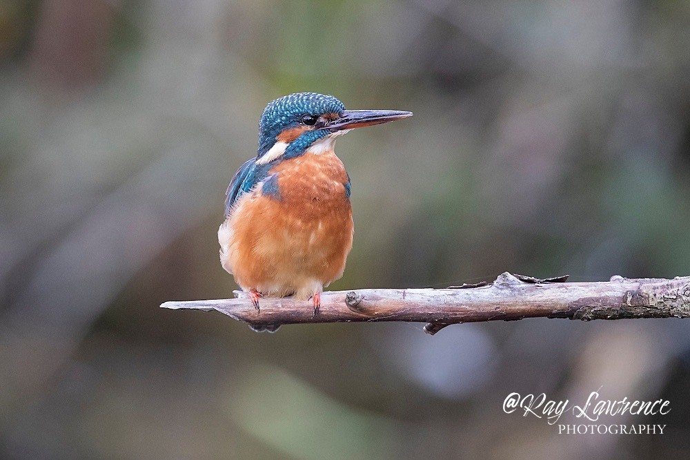 Kingfisher Alcedo Atthis083 - Kingfishers
