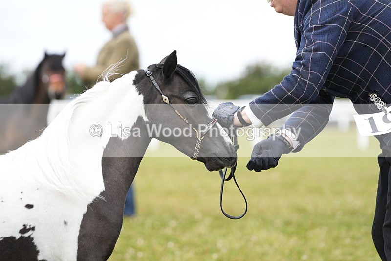 DSC06505 - Class 56: Miniature Horse 1, 2 & 3yr olds