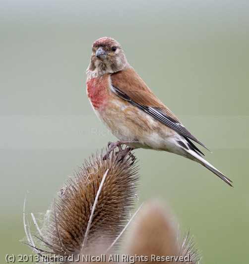 Linnet (Carduelis cannbina) male on teazel - Linnet (Carduelis cannbina)