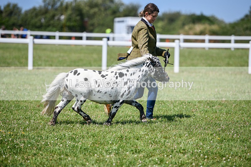 DSC_7137 - Class 61: Miniature Horse 4yrs & over