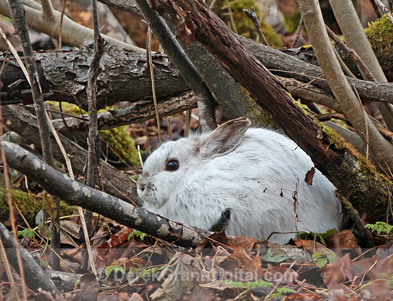 Dreaming of a White Christmas varying hare Lepus americanus struthopus - Mammals, Reptiles & Amphibians