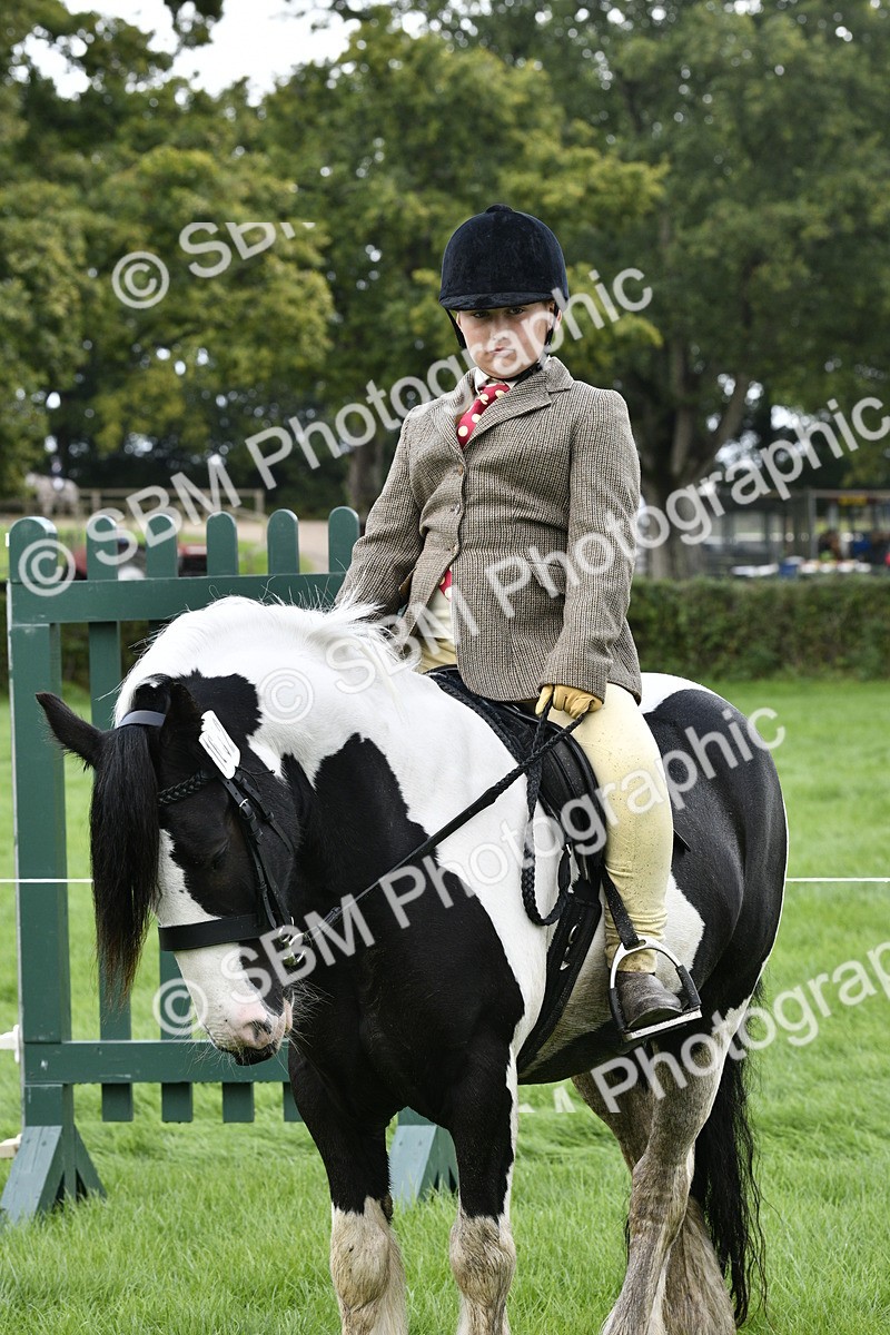 SBM_38265 - S31 - Novice & Newcomer Working Hunter Pony