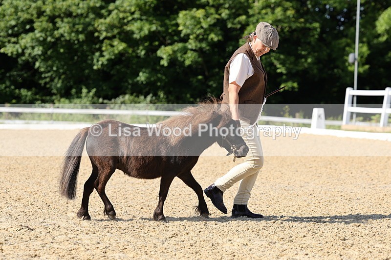 1X9A0654 - Class 3: Youngstock 1, 2, 3 year old not to exceed 153cm
