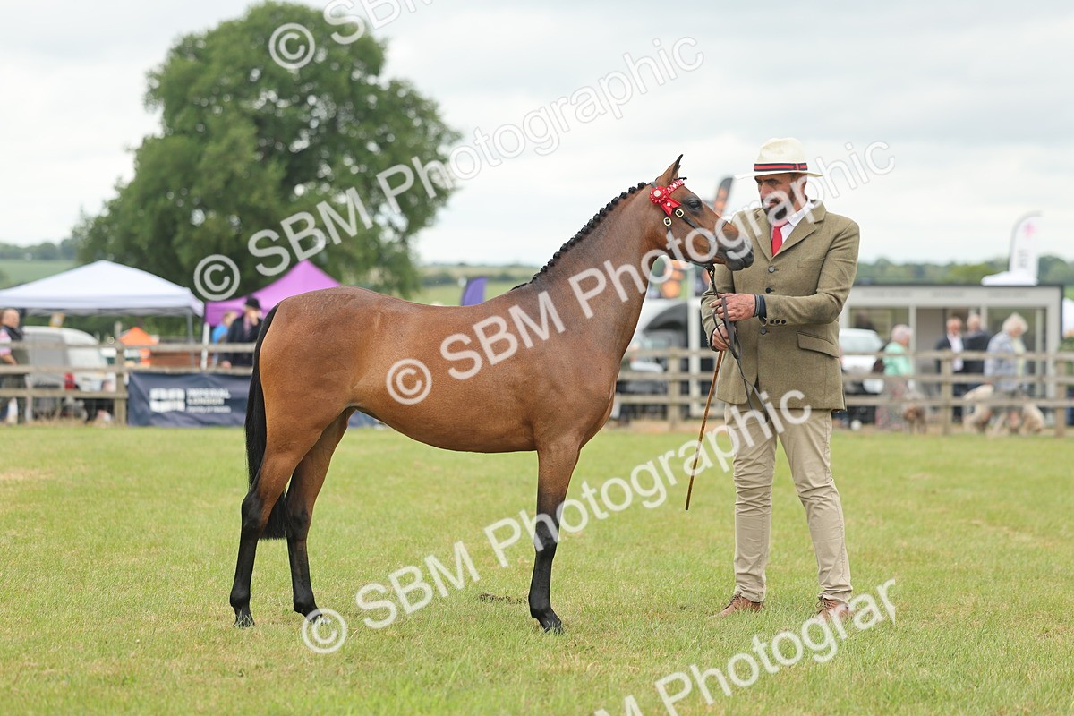 SBM_05432 - Class 68-73 - Riding Pony Breeding