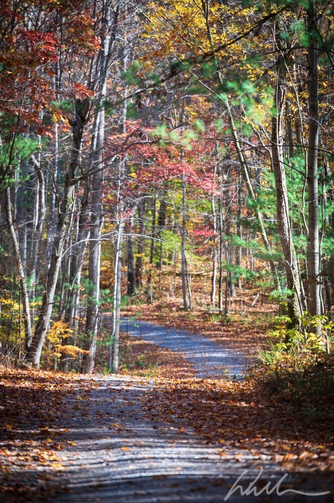 DSC_7828 - Autumn