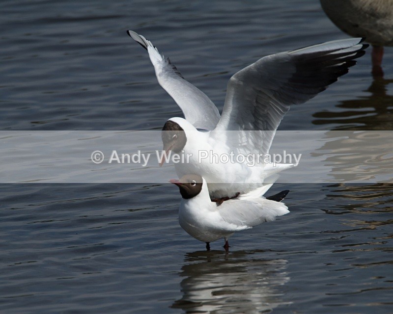 20110425-IMG_5048 - Gulls