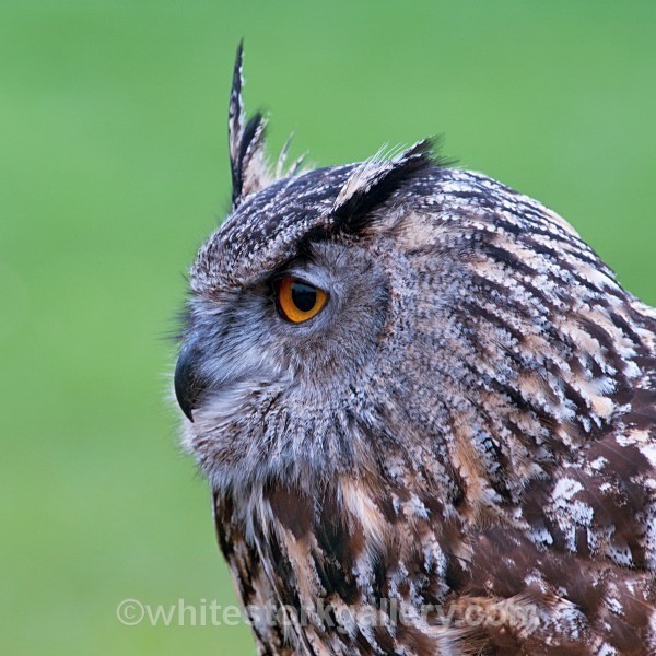 Eurasian Owl - Wildlife and Animals