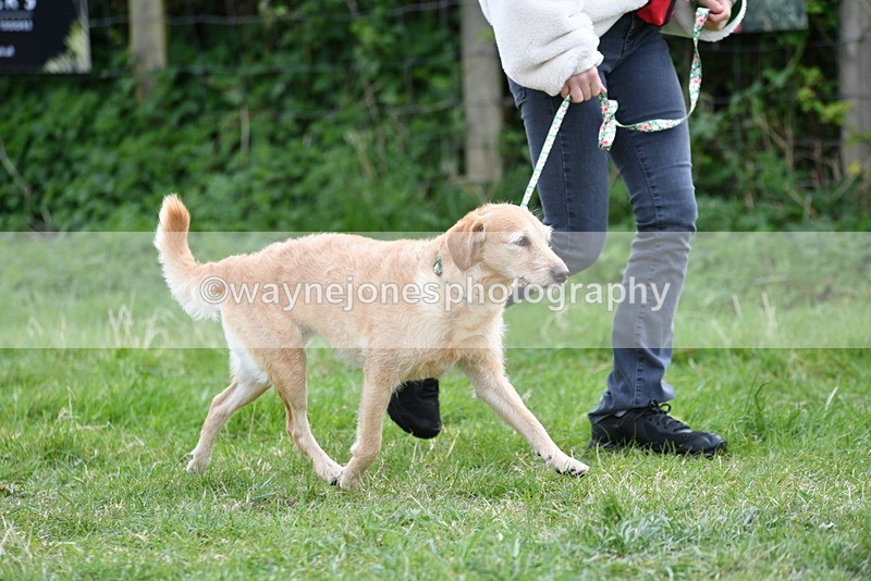 WJ5_9205 - Class 1 Best Cross Breed / Heniz 57