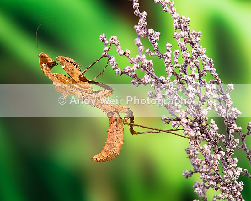 20140325-3K8A9403 - Insects