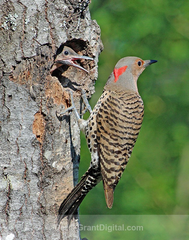 The Refusal Colaptes auratus auratus