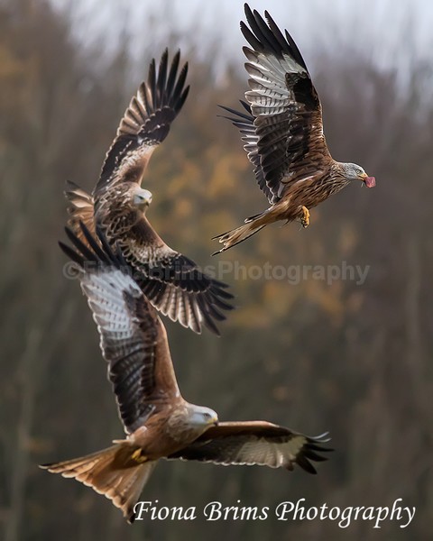 Red Kites  November-50 - Birds of Prey