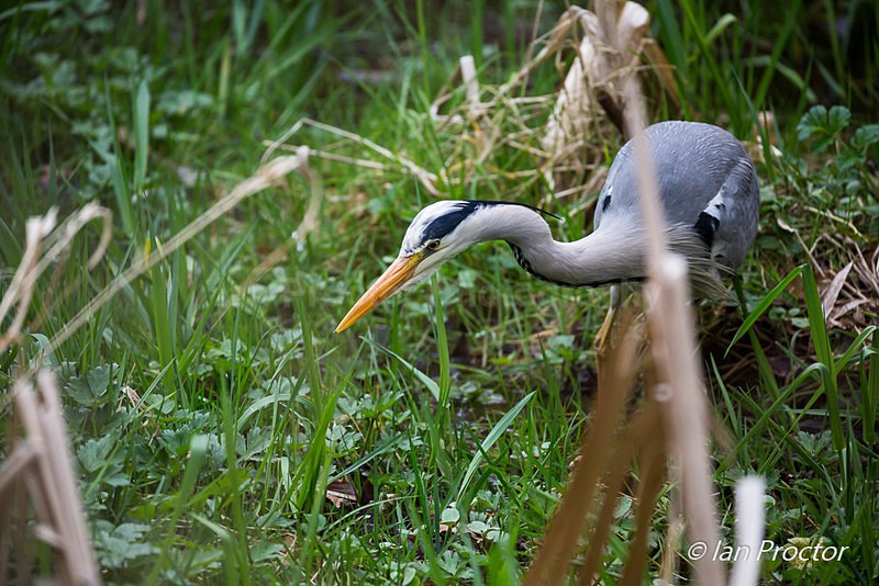 Grey Heron Hunting - Nature