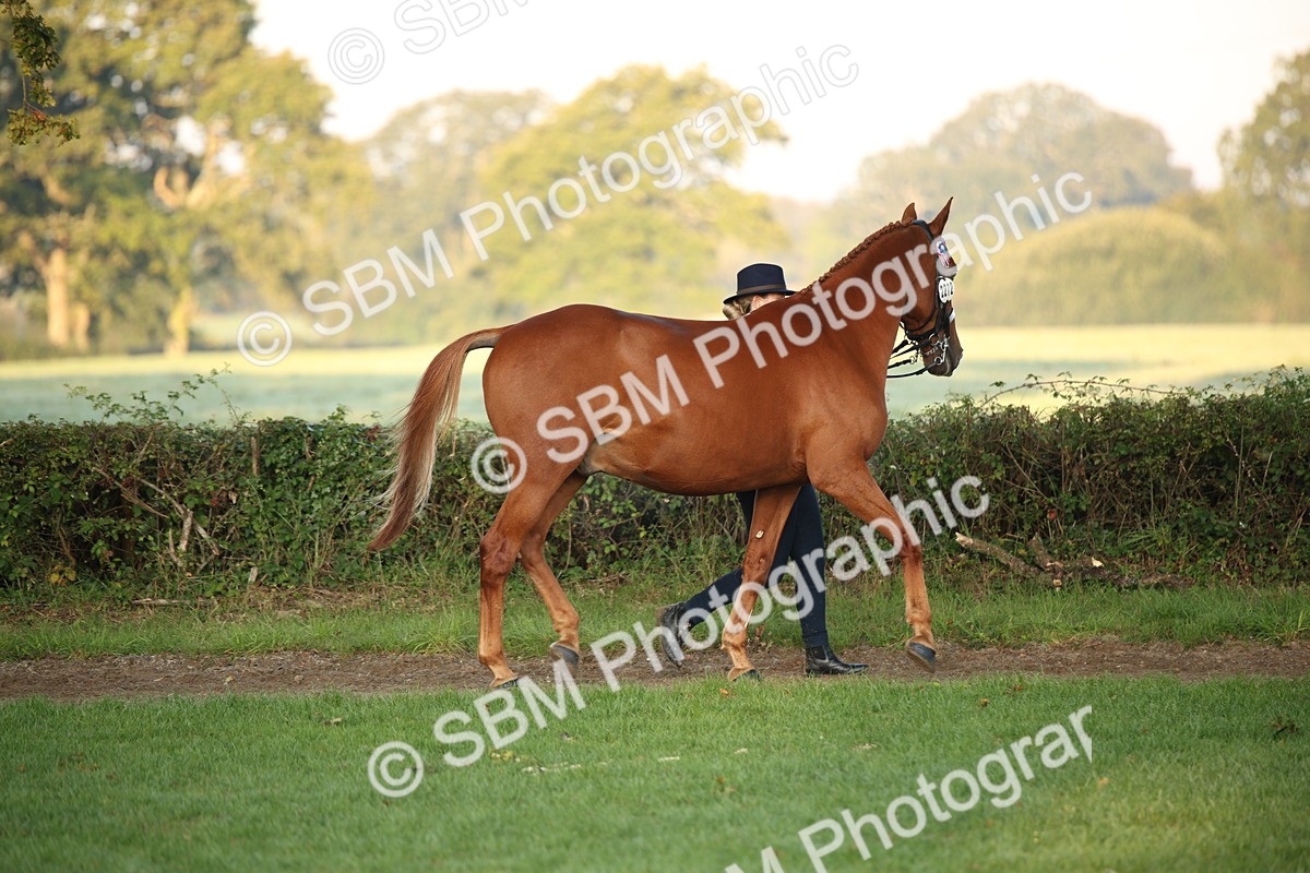 SBM_56828 - S49 - Riding Horse & Hack & Thoroughbred In Hand