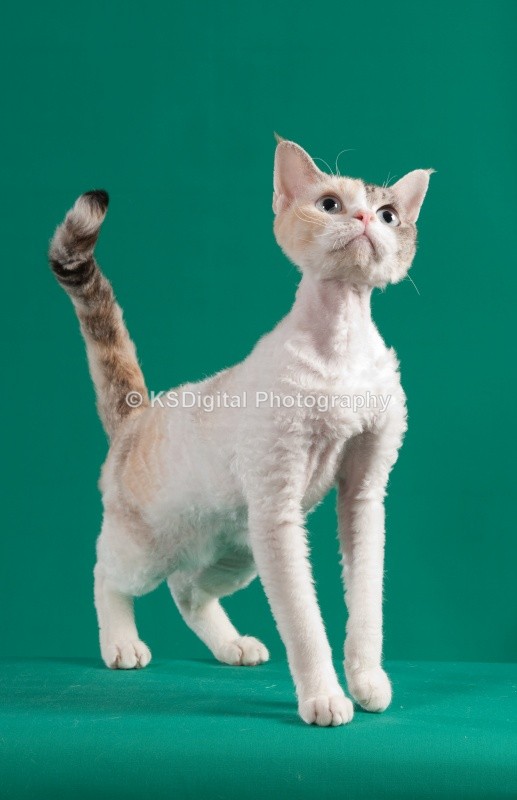  - Villamagic Devon Rexs