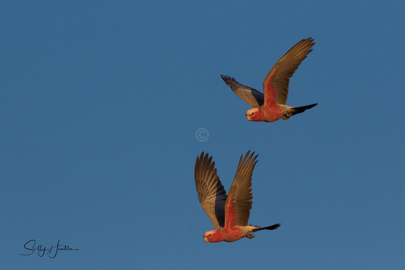 Galahs in Flight 3 - Galahs