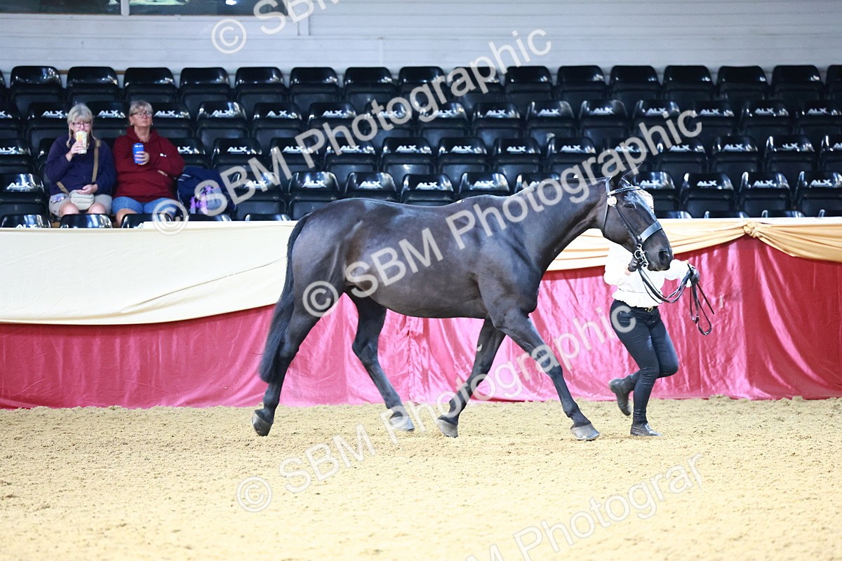 SBM_21680 - Class 901 - Supreme Final - IH  Diamond