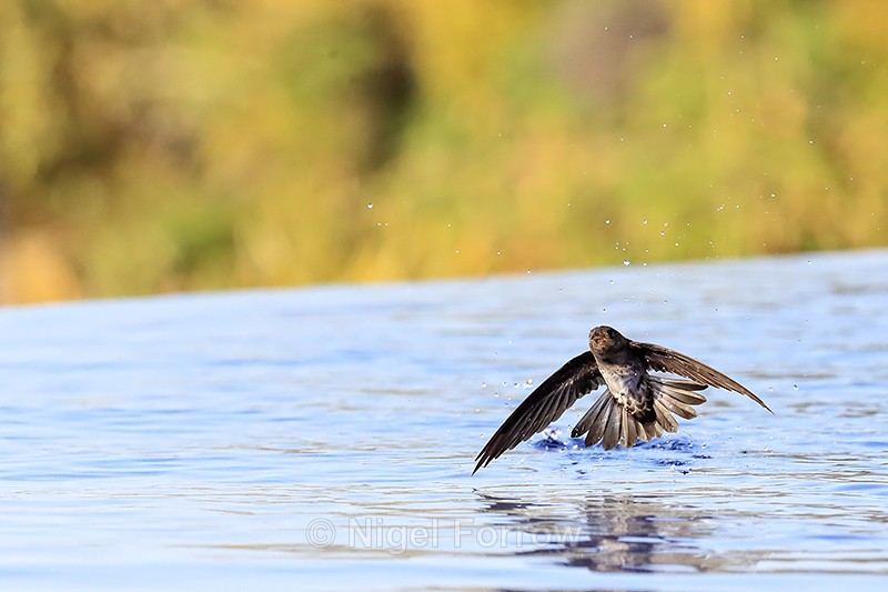Cave Swiftlet in low flight over pool, Lovina, Bali - Cave Swiftlet