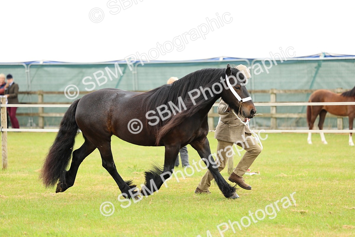 SBM_00522 - Class 58-67 - M&M Non Welsh Pony In hand