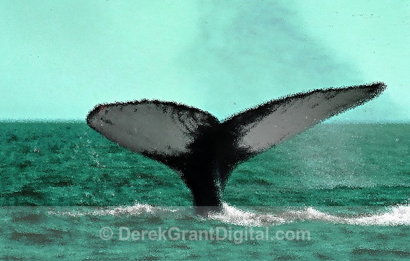Humpback Whale Megaptera novaeangliae - Whales / Sea Mammals