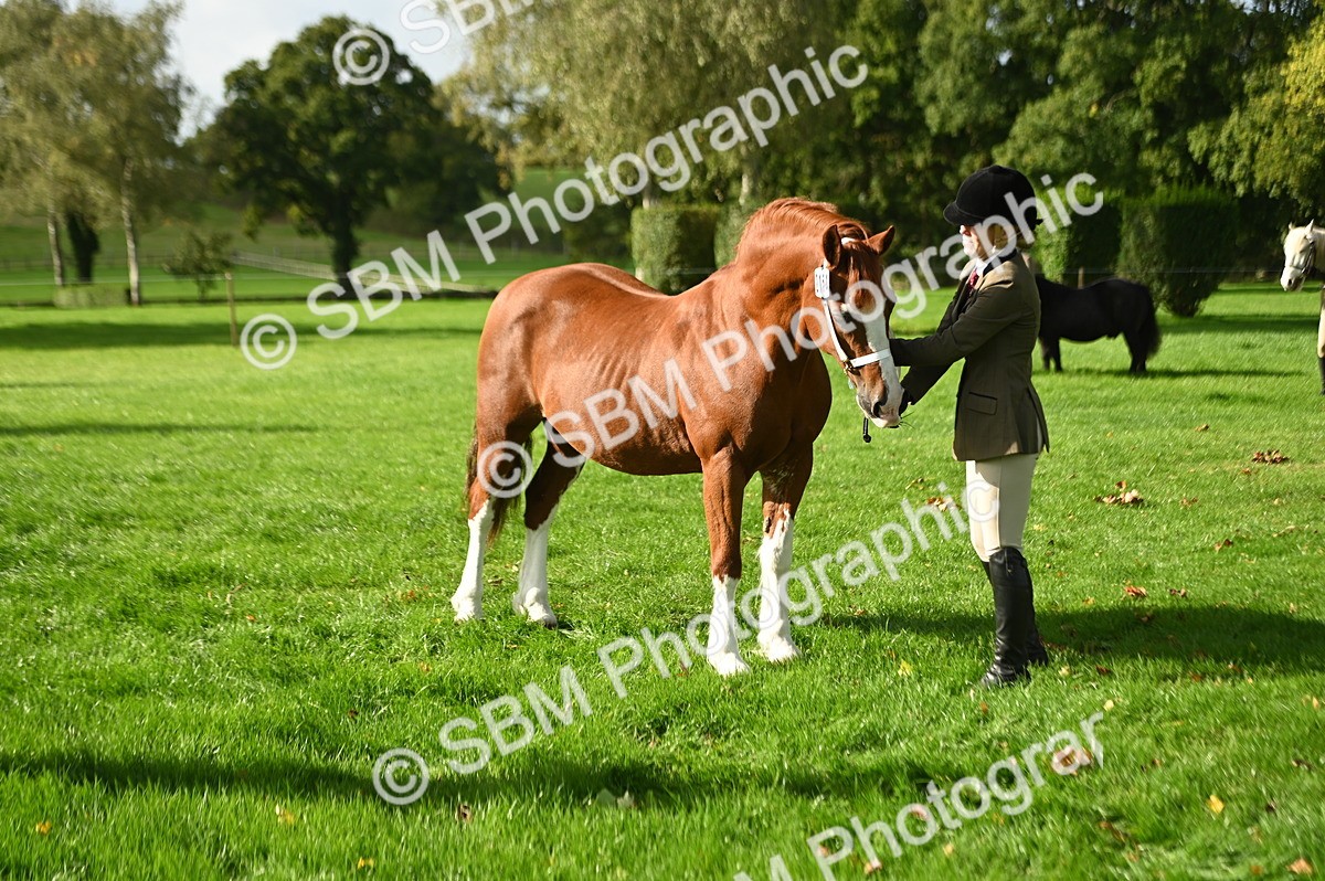 SBM_15949 - S1 - TSR in Hand Horse & Pony Showing