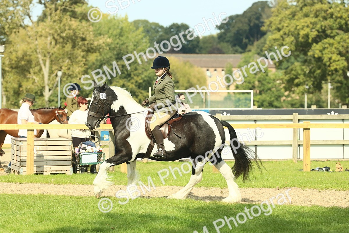 SBM_68821 - S58 - Mini Show Cob Ridden