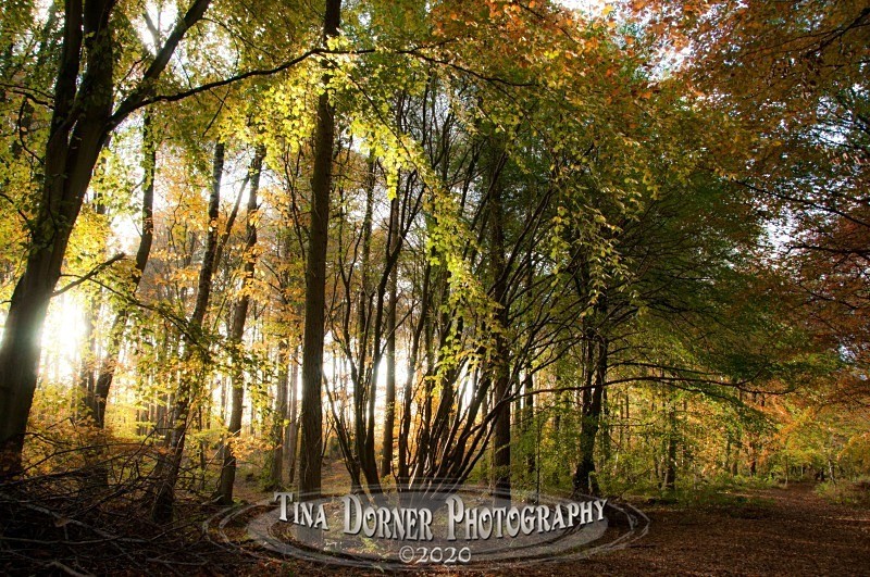 Path of Autumn Gold from Autumn Forest of Dean and Wye Valley Portfolio by Tina Dorner Photography
