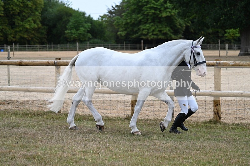 WJ7_8879 - Class 4a Prettiest Mare 14.2hh and over