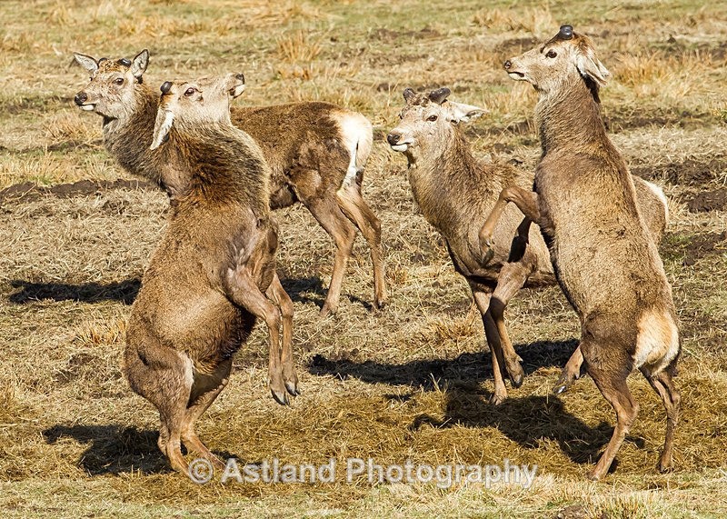 Astland Photography, Bird and Wildlife Images, Susan and Peter Wilson, U.K.