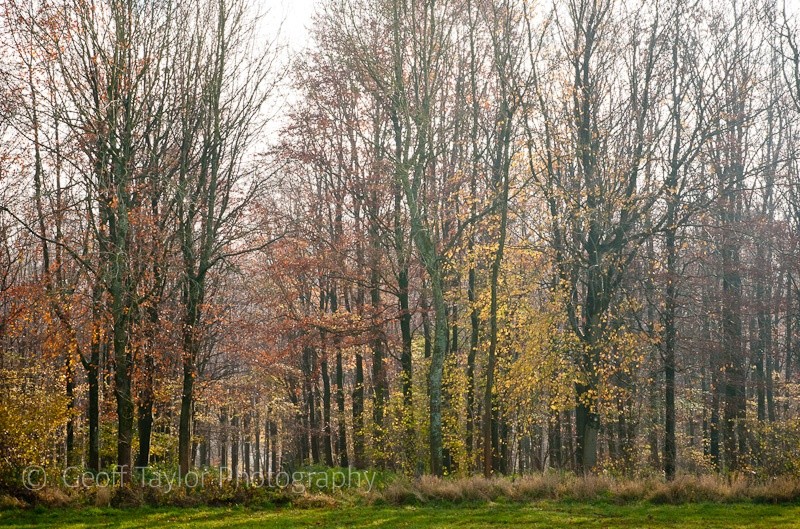 Oldfield Coppice 1 - Wenlock Edge