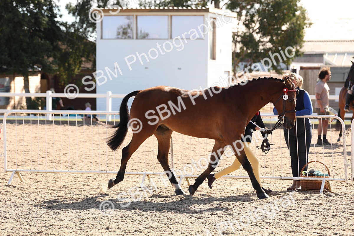 SBM_12817 - Class 205 - IH Show Pony - Show Hunter Pony