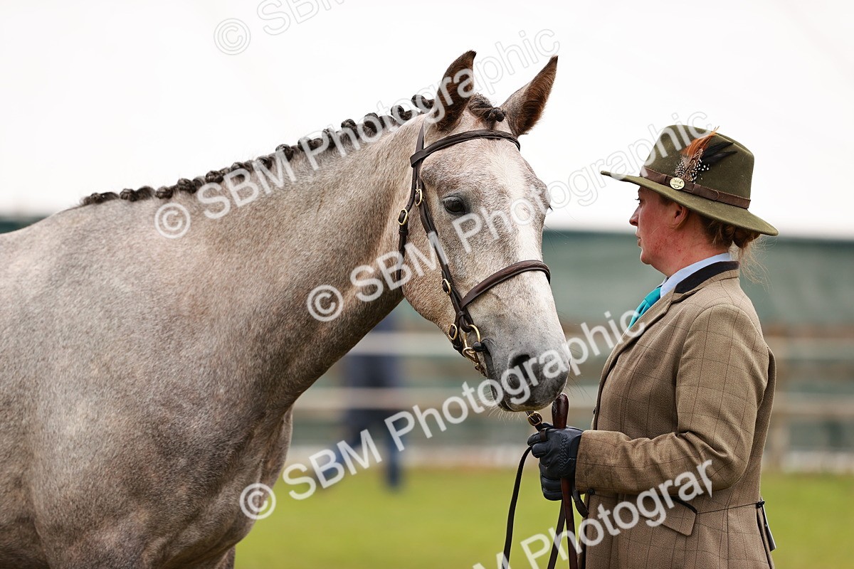 SBM_00713 - Class 26-30 Sport Horse In Hand