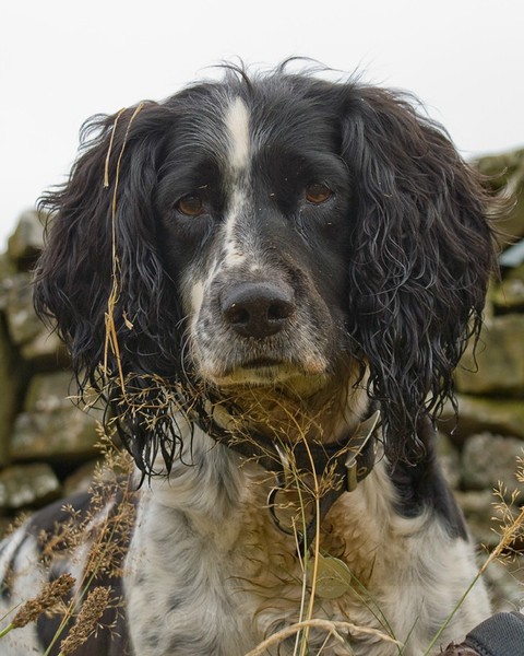 Frear-Spaniel - For T&C