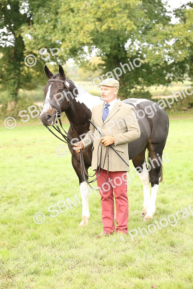 SBM_56817 - S54 - Piebald & Skewbald Horse In Hand