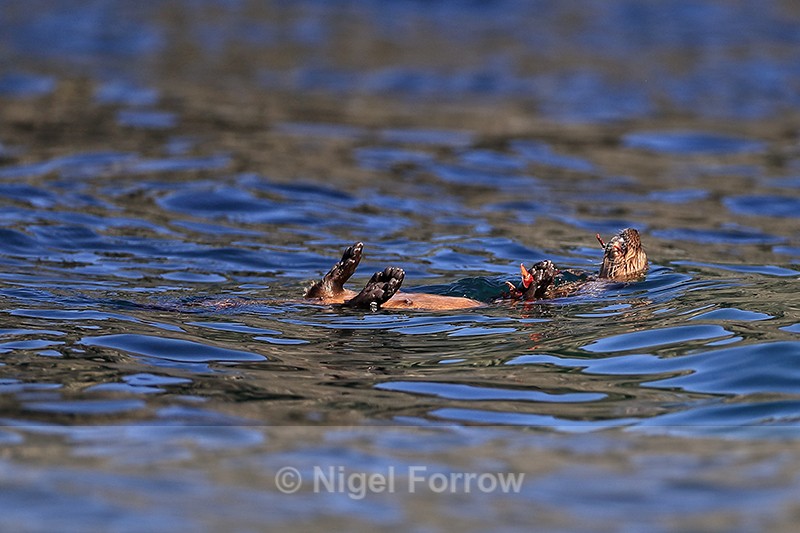 Marine Otter floating on back while eating, Chanaral Island, Chile - Otter