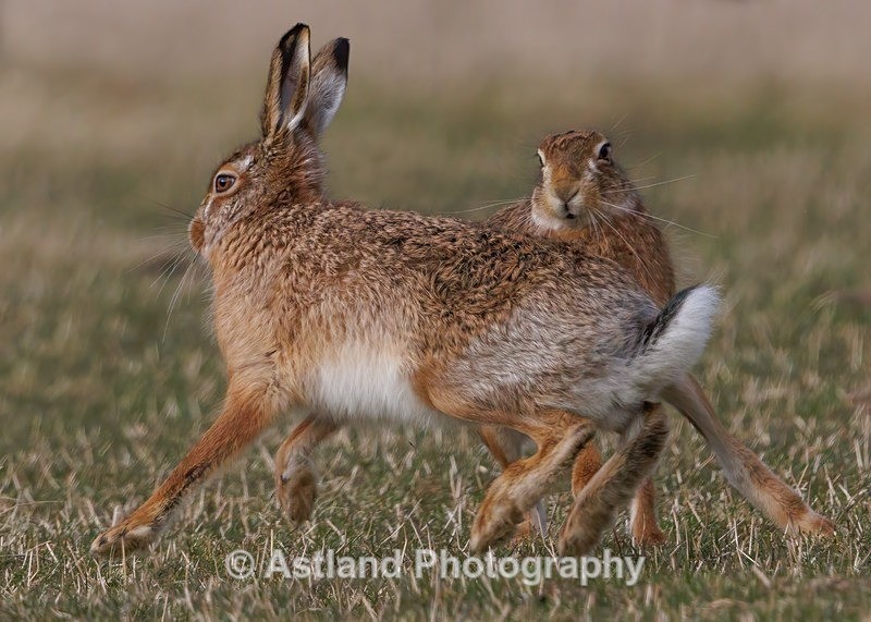 Brown Hare - Latest Images