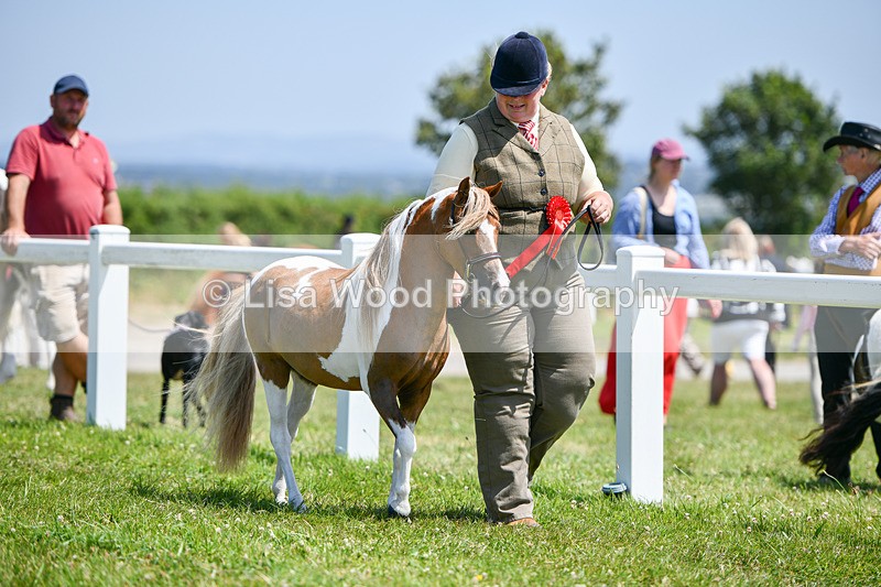 DSC_7233 - Miniature Horse Championship