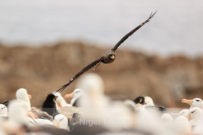 Striated Caracara swoops low over Black-browed Albatross colony - Striated Caracara