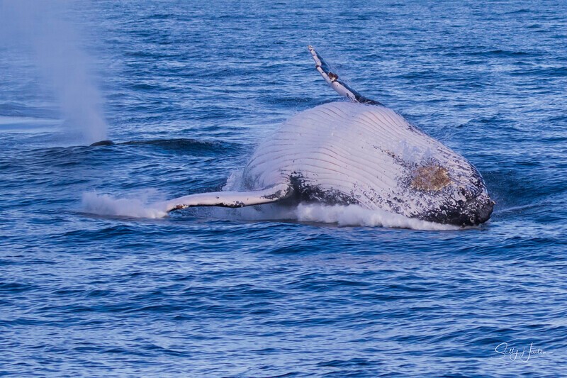 0A3A2092 - 2024 Whale Photos