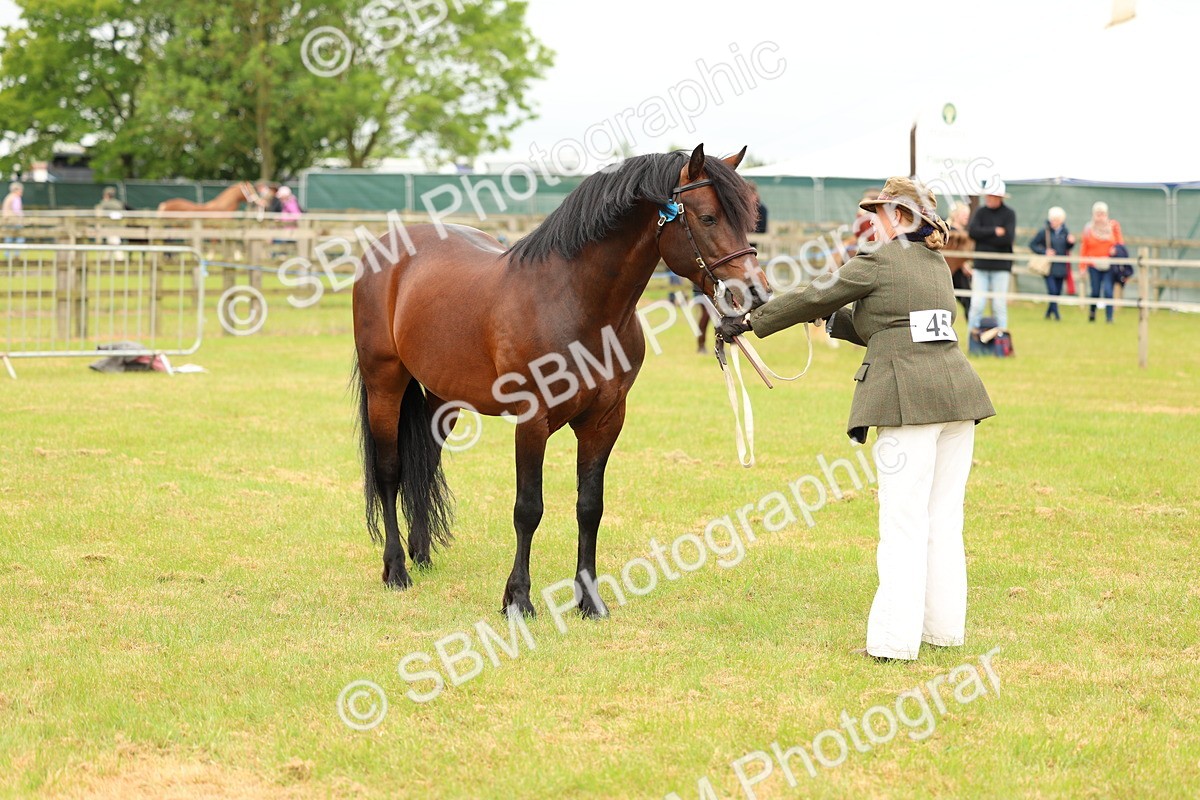 SBM_04196 - Class 64-67 - Shetland Pony In Hand