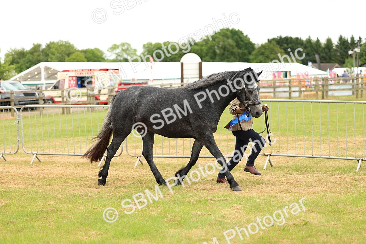 SBM_04277 - Class 64-67 - Shetland Pony In Hand